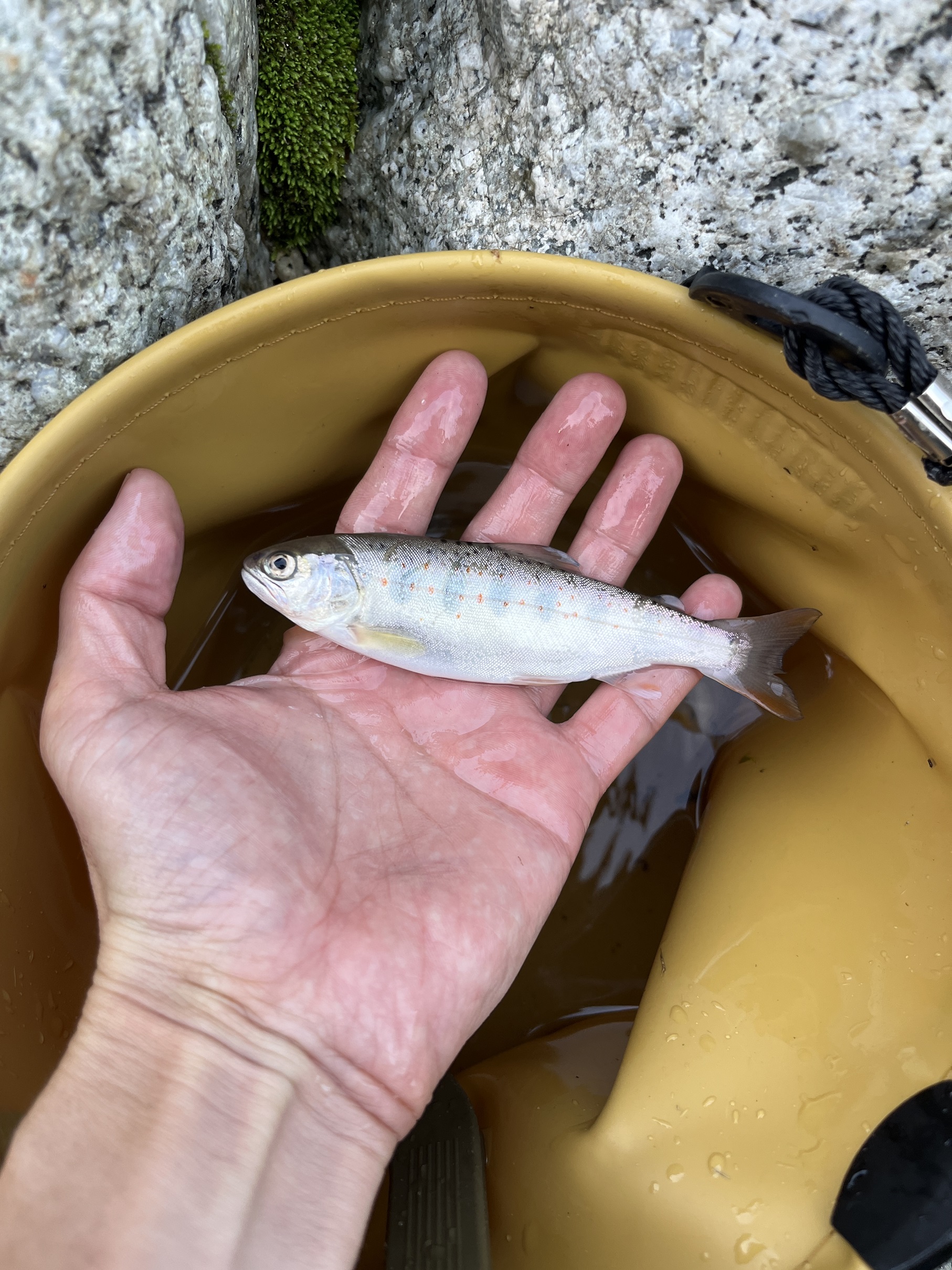 渓流釣り