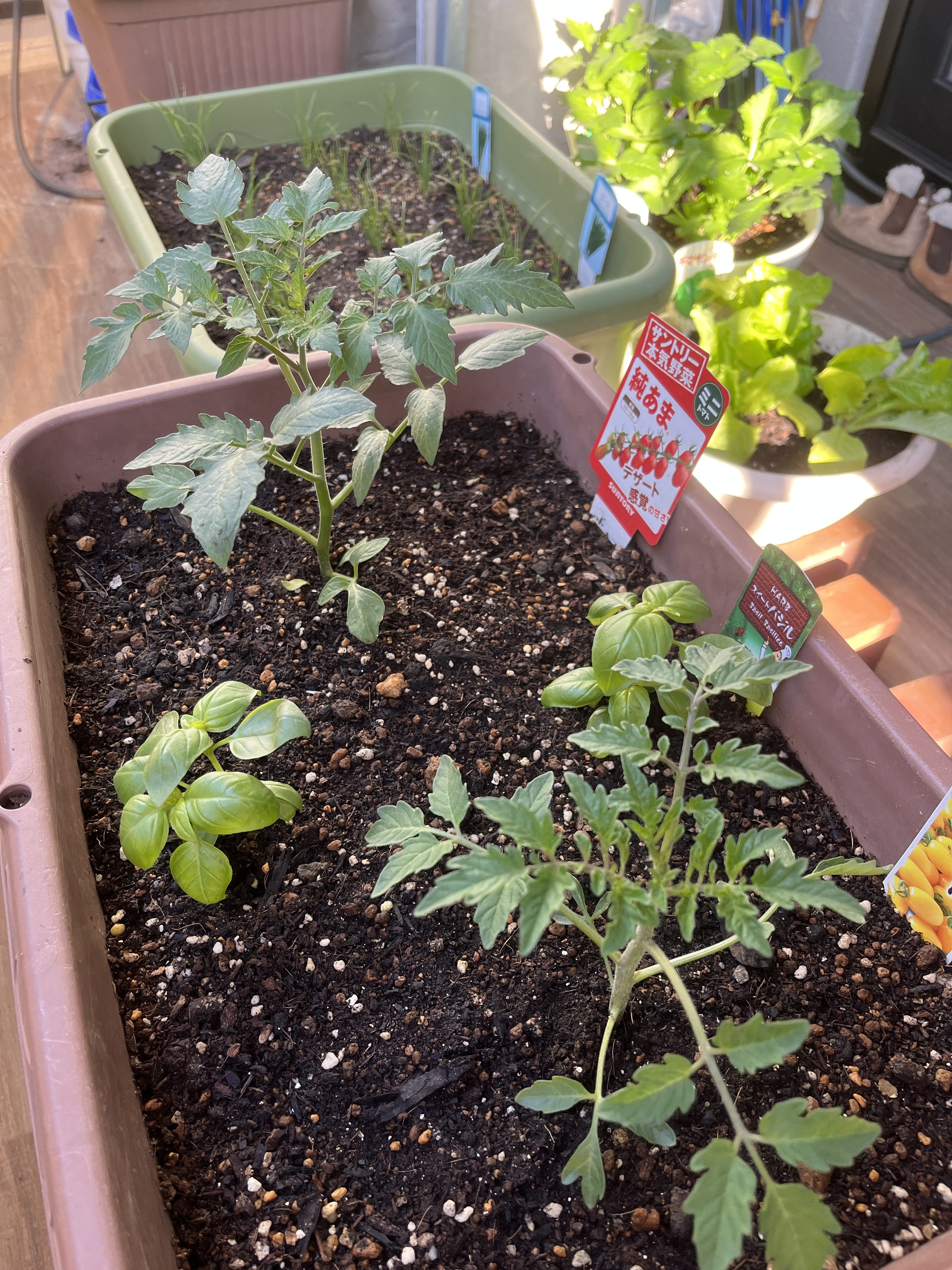 毎年恒例の家庭菜園