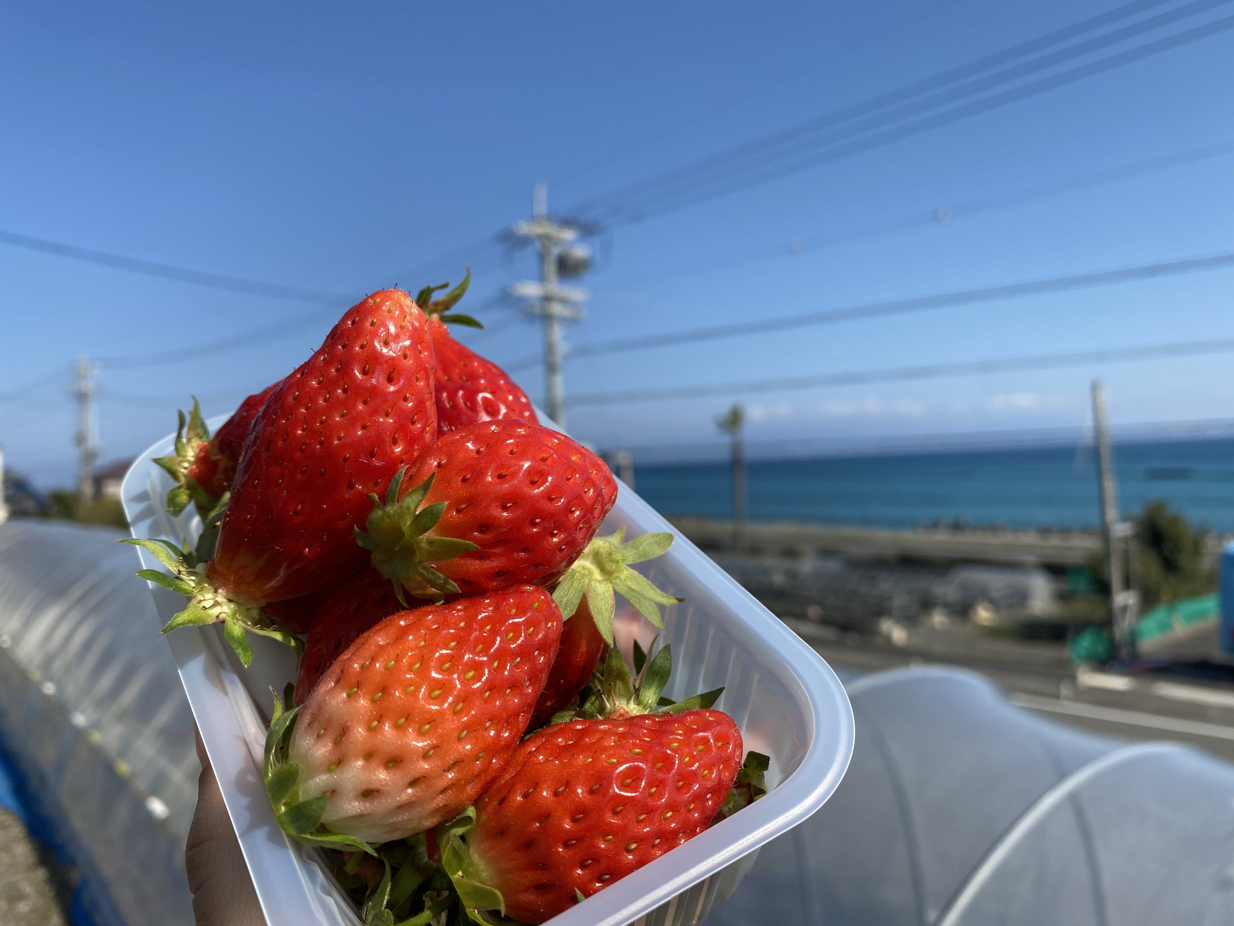 いちご狩り