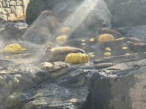 動物ってスゴい！